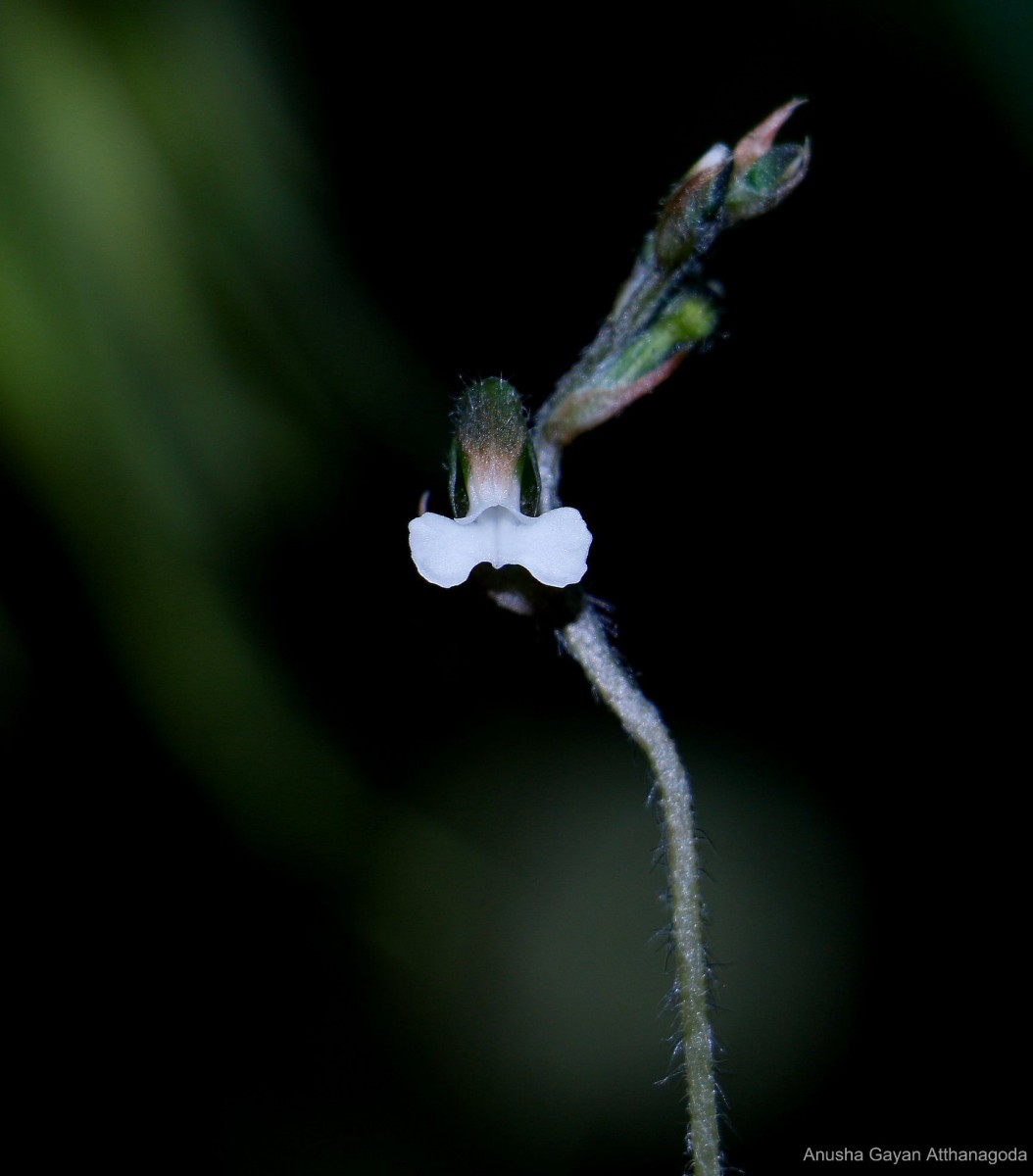 Zeuxine regia (Lindl.) Trimen